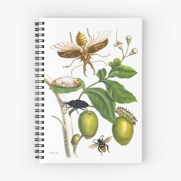 Item preview, tropical insects on forage plant - Maria Sibylla Merian designed and sold by 1001karte.