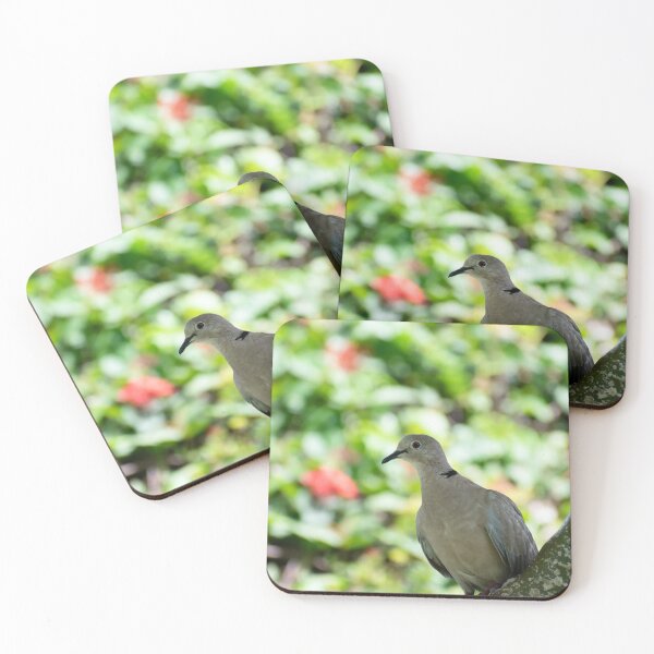 Item preview, Photograph of eurasian collared dove designed and sold by SimplyAdrienne.