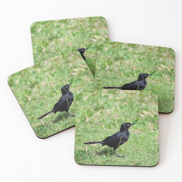 Item preview, Photograph of a carib grackle designed and sold by SimplyAdrienne.
