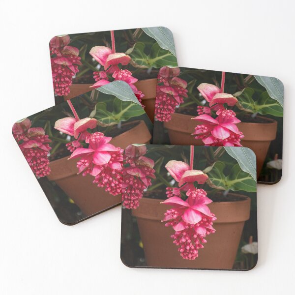 Item preview, Photograph of a showy medinilla magnifica designed and sold by SimplyAdrienne.