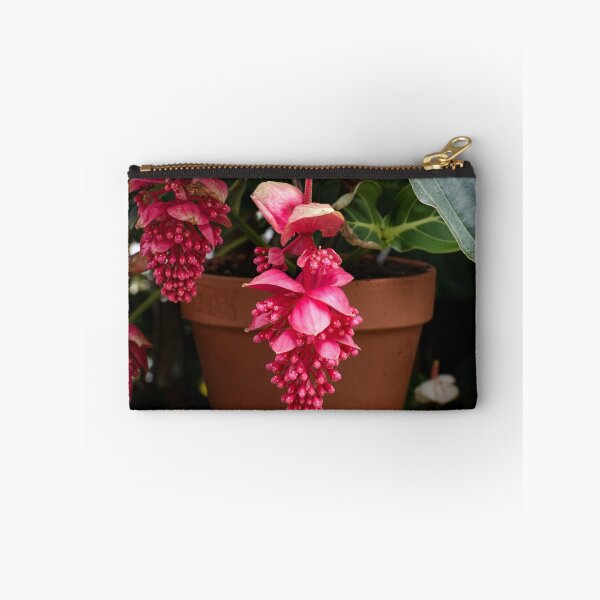 Item preview, Photograph of a showy medinilla magnifica designed and sold by SimplyAdrienne.