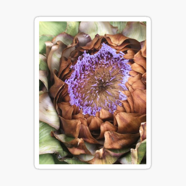 Artikel-Vorschau von Leidenschaftliche Artischockenherzen im Sommer - Botanisches Fest für die Augen - Flieder bis Auburn, designt und verkauft von RoseAromas.