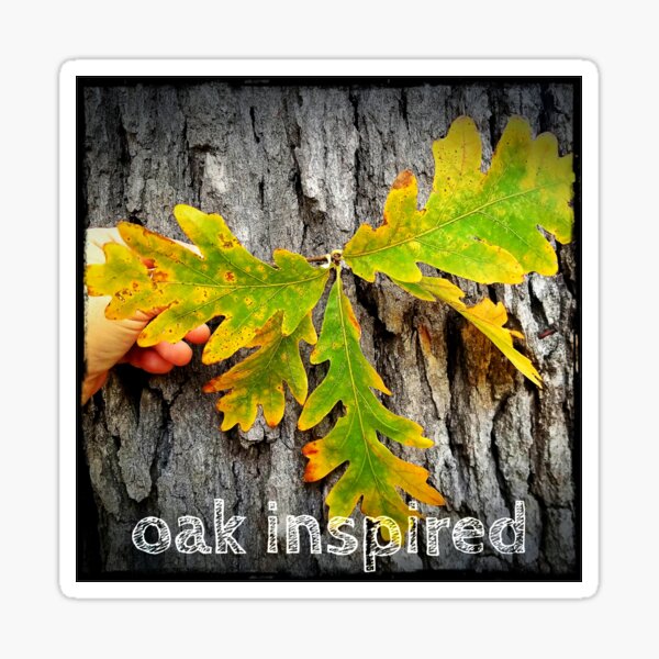 oak inspired white oak group leaves and bark Sticker