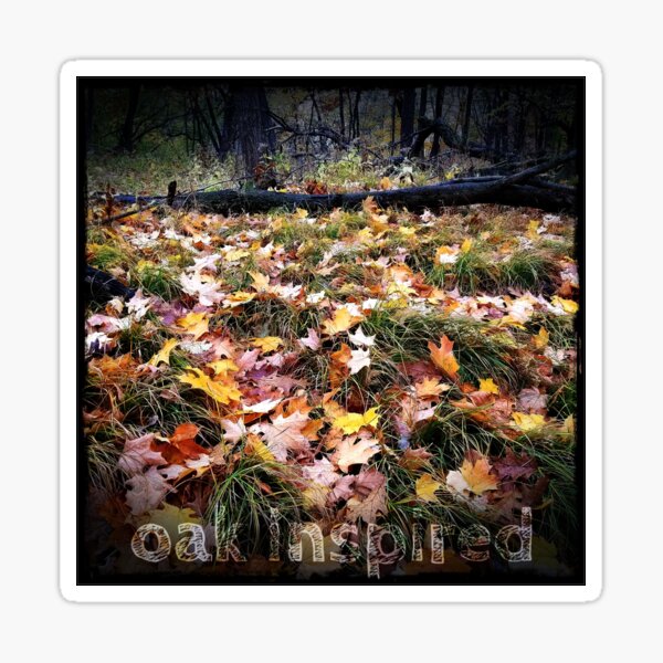 oak leaves and sedges in the midwest autumn woods Sticker