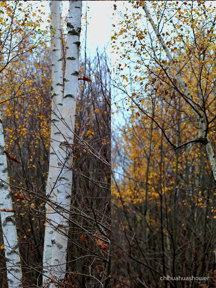 Birch Trees in the Autumn by chihuahuashower