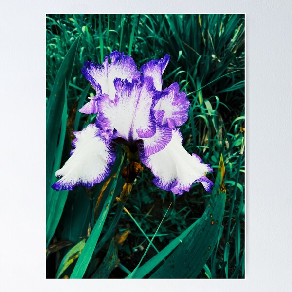 Item preview, Tender white and violet iris, natural background  designed and sold by helenkaiy.