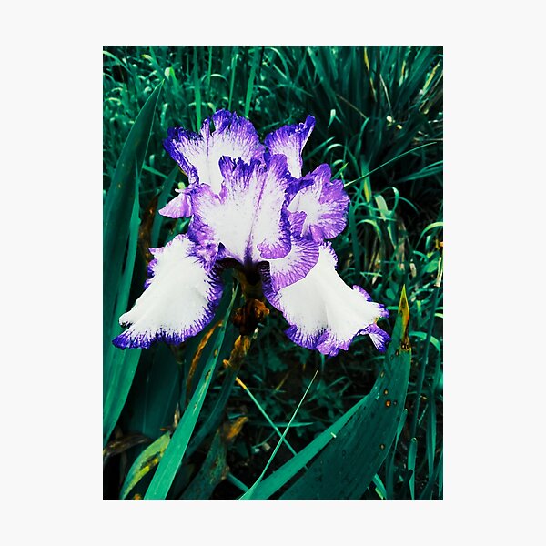 Item preview, Tender white and violet iris, natural background  designed and sold by helenkaiy.