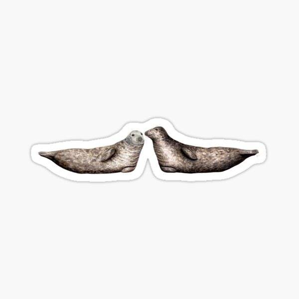 Item preview, Grey seals (Halichoerus grypus) designed and sold by chloeyzoard.