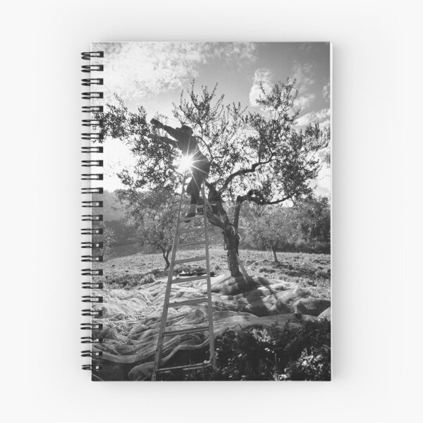 Item preview, 2006 Raccolta delle olive designed and sold by robertoferrero.