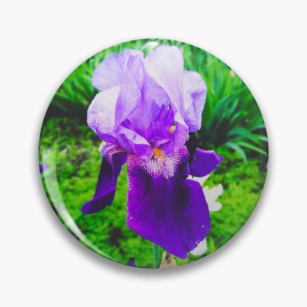 Item preview, Violet iris in blossom, natural perfection  designed and sold by helenkaiy.
