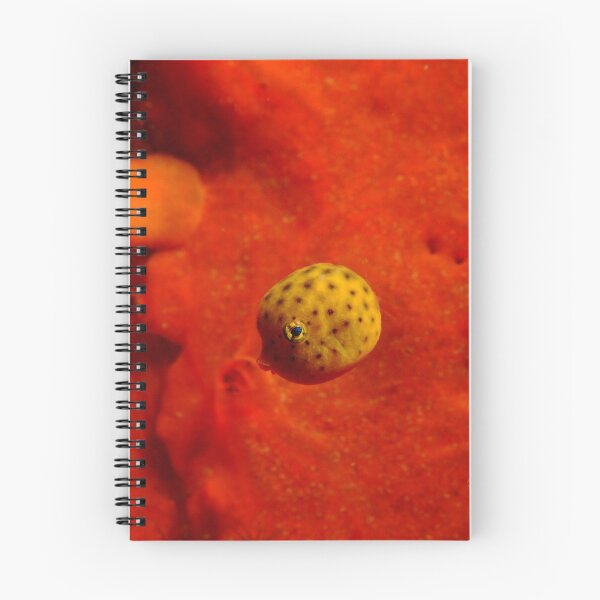 Item preview, Baby pufferfish, Blairgowrie, Melbourne designed and sold by Sean Elliott.