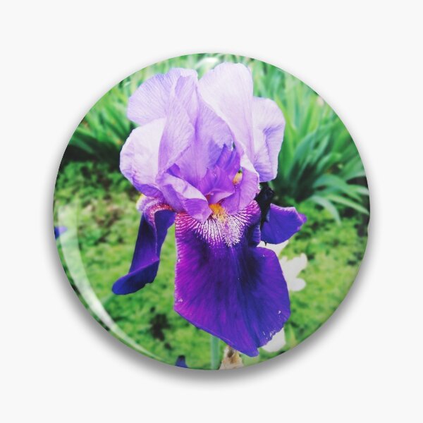 Item preview, Violet iris in blossom, natural perfection  designed and sold by helenkaiy.