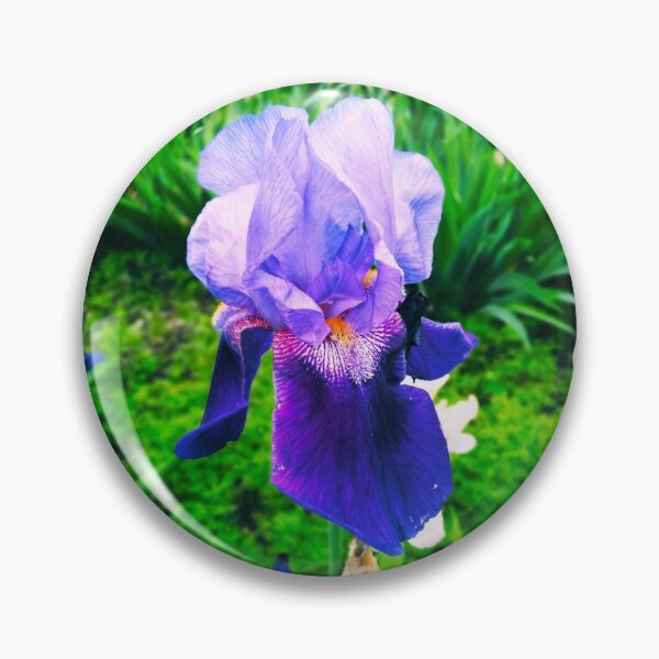 Item preview, Violet iris in blossom, natural perfection  designed and sold by helenkaiy.
