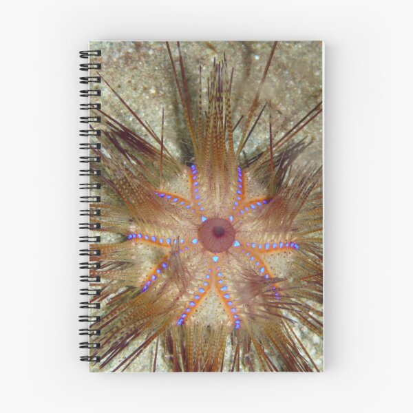 Item preview, Blue-spotted Sea Urchin designed and sold by Mark Rosenstein.