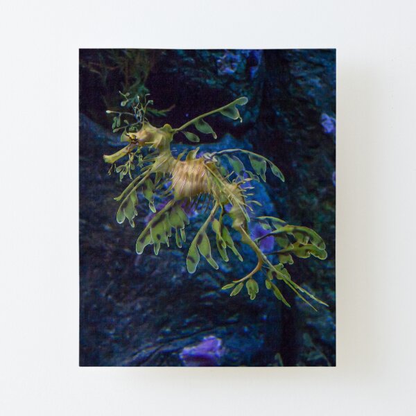 Floating beauty Canvas Mounted Print