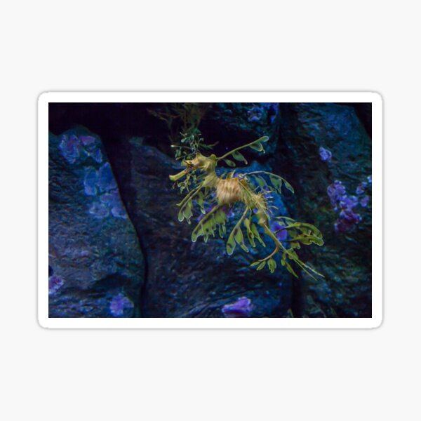 Floating beauty Sticker