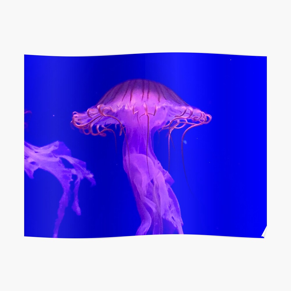 Aqua Marin Méduse Aqua Sets de Table Assortiment sous-marine 
