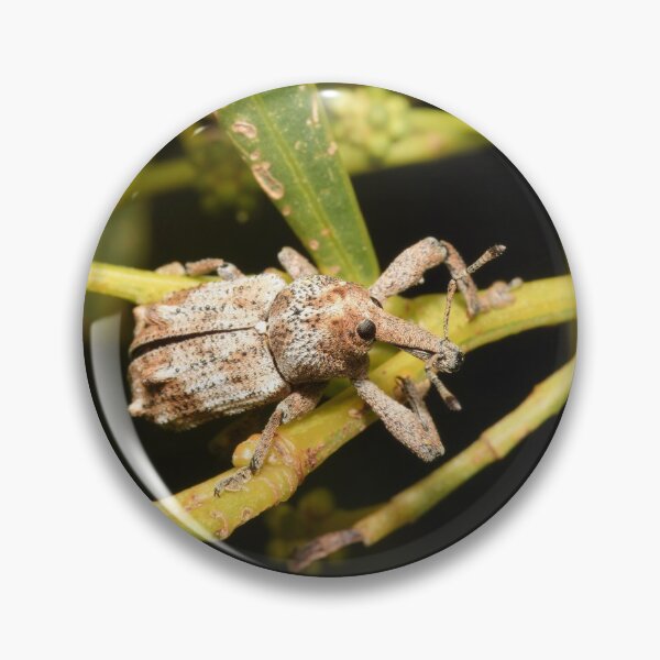 Item preview, Weevil beetle on a tree twig macro photo designed and sold by hendrikspix.