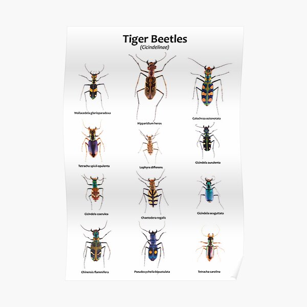 Tiger Beetles (Cicindelinae) Poster