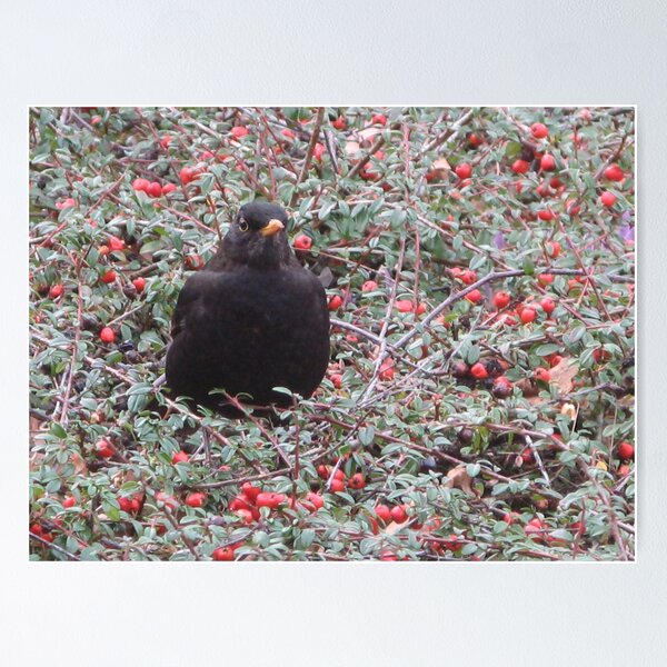 Item preview, Blackbird with berries designed and sold by Astrid de Cock.