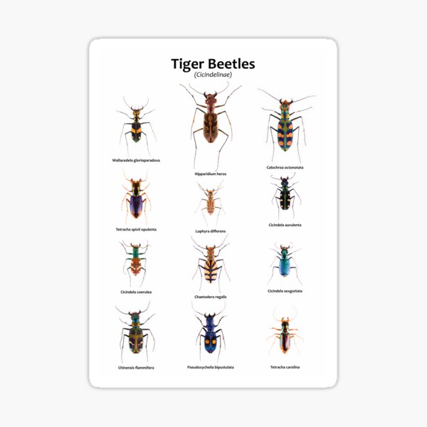 Tiger Beetles (Cicindelinae) Sticker