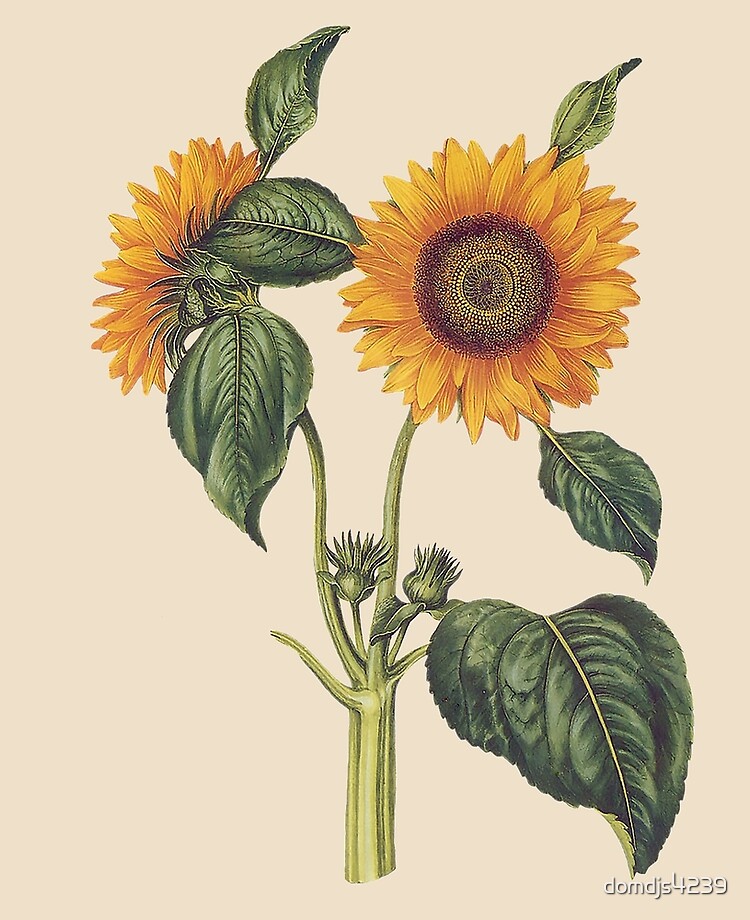 Funda y vinilo para iPad «Helianthus girasol jardín botánico botánica  impresión de frutas art bloom floral print 8 de diciembre de 2020» de  domdjs4239 | Redbubble