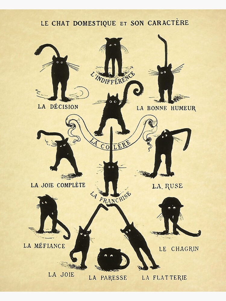 Le chat Domestique Et Son Caractere