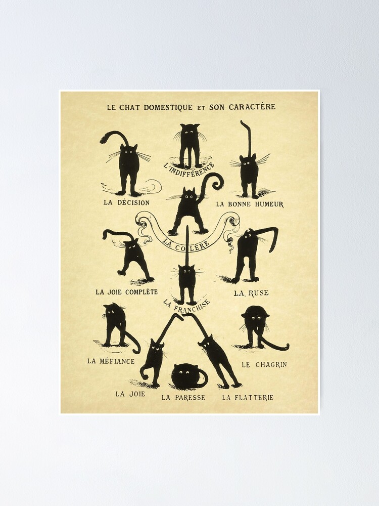 “Le chat Domestique Et Son Caractere” Poster for Sale by angla vargzt