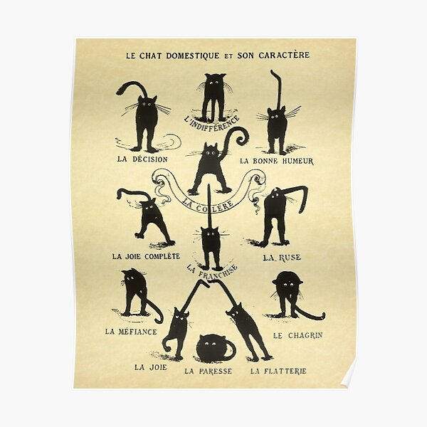 Le chat Domestique Et Son Caractere Poster