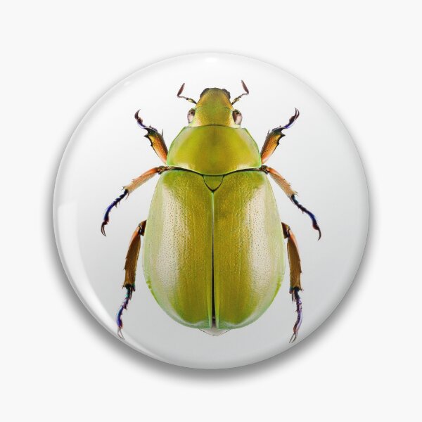 Item preview, Green Scarab Beetle (Chrysina beyeri) designed and sold by Tim Christensen.