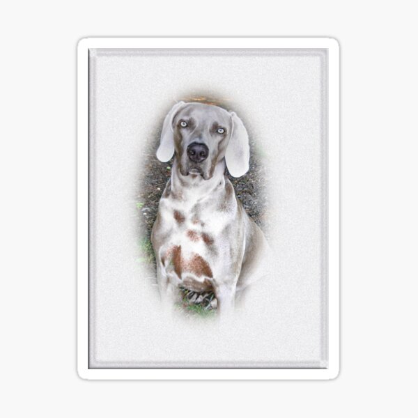 The Beautiful Weimaraner Breed Sticker