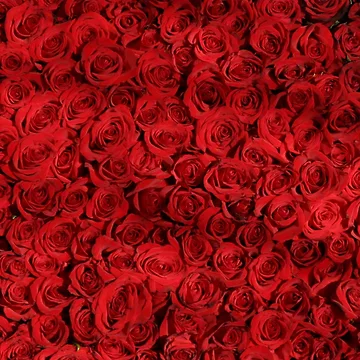 Artwork thumbnail, Red Roses by Walk-It-Off
