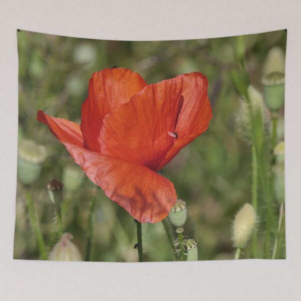 Item preview, r 2551/   4 "  son Coeur s'envole vers vous ! Un Amour de Coquelicot " par Okaio Créations   Olavia&Olao designed and sold by o.okaïo.
