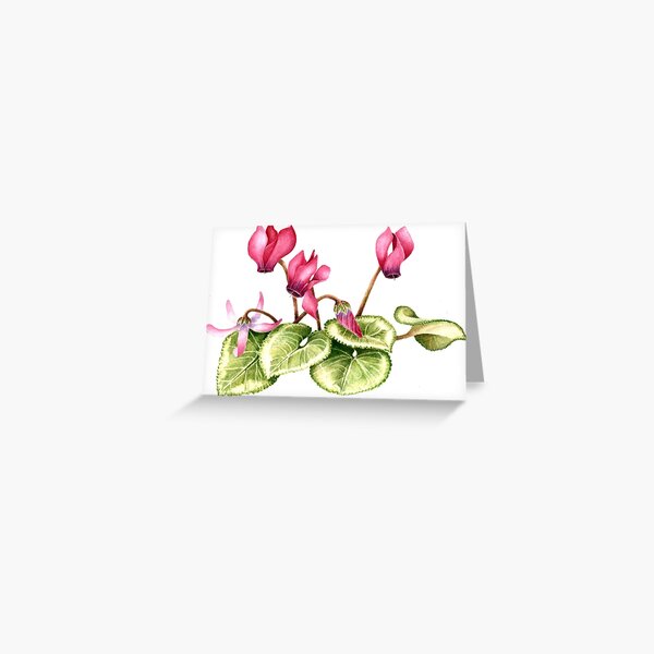 Cyclamen persicum - watercolour  Greeting Card