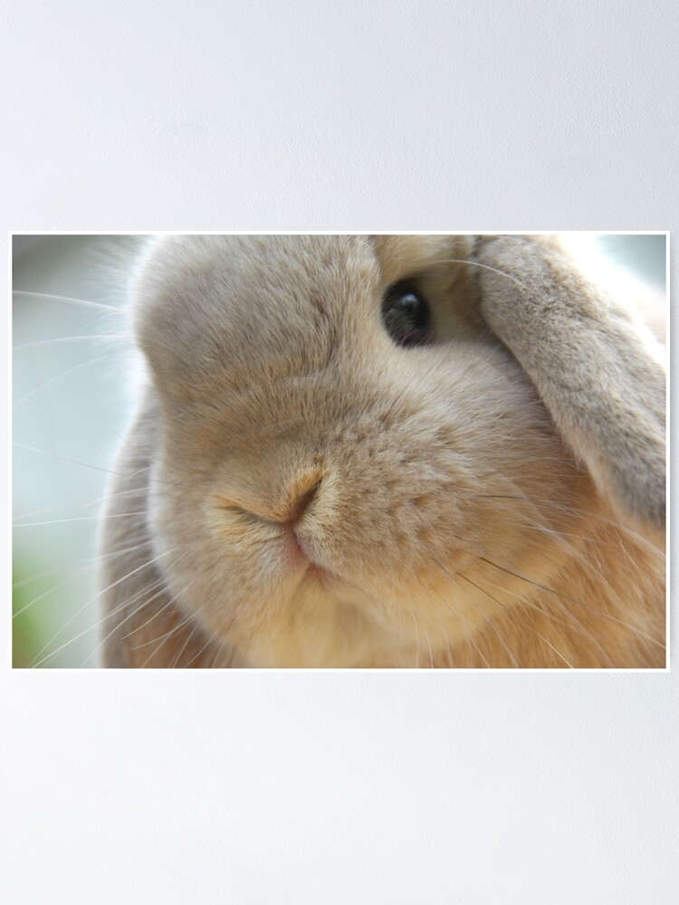 lapin mini lop - Recherche Google  Tiny baby animals, Cute baby bunnies,  Pet bunny