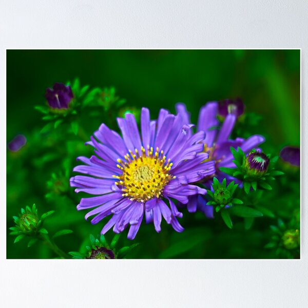 Item preview, Whiteflower Tansyaster Flower designed and sold by ADM  Photography.
