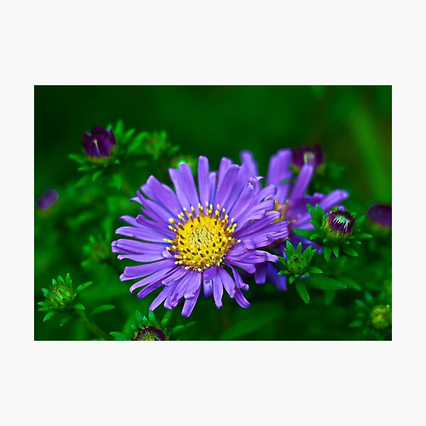 Item preview, Whiteflower Tansyaster Flower designed and sold by ADM  Photography.