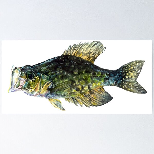 Item preview, Crappie designed and sold by shanssonart.