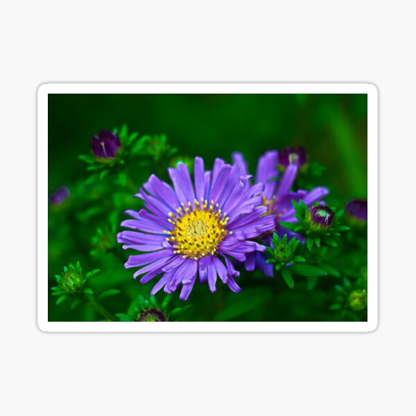 Item preview, Whiteflower Tansyaster Flower designed and sold by ADM  Photography.
