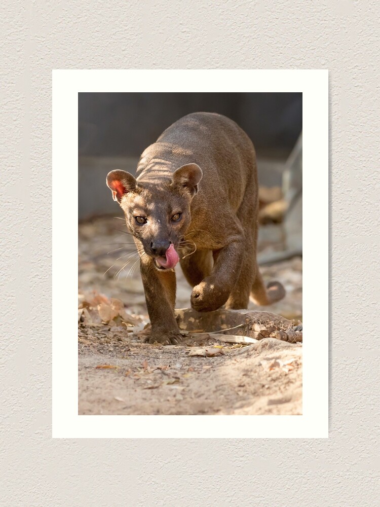 Thumbnail 2 of 3, Art Print, Prowling fossa designed and sold by dailyanimals.