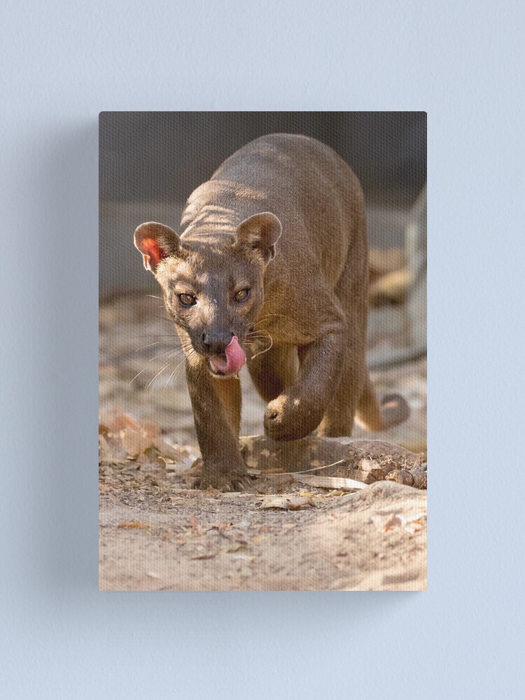Thumbnail 2 of 3, Canvas Print, Prowling fossa designed and sold by Anthony Brewer.