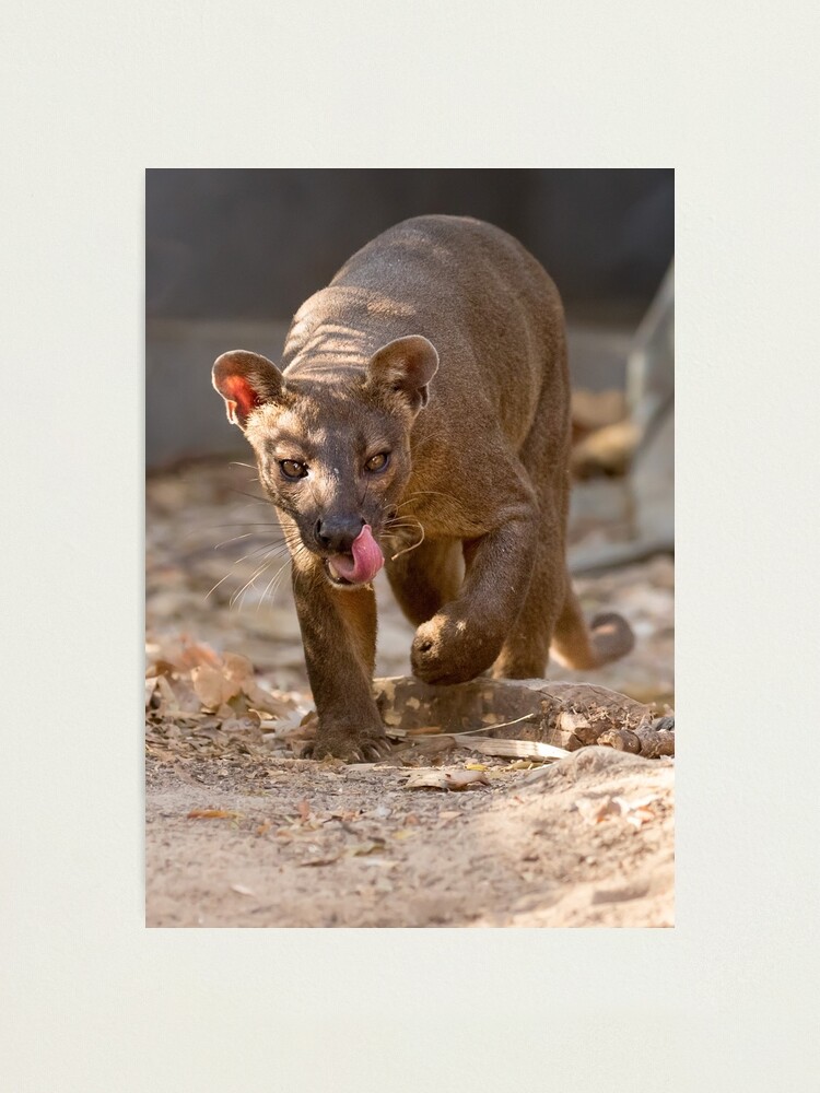 Thumbnail 2 of 3, Photographic Print, Prowling fossa designed and sold by dailyanimals.
