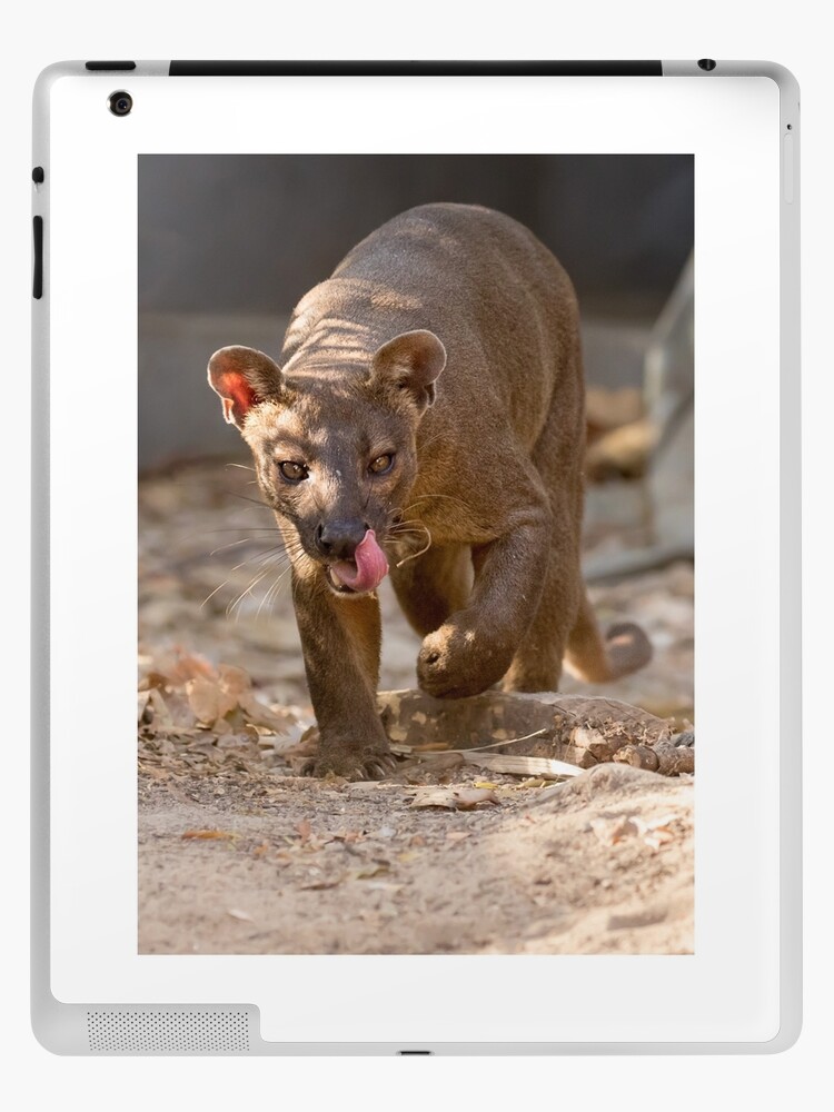 Thumbnail 1 of 2, iPad Case & Skin, Prowling fossa designed and sold by Anthony Brewer.