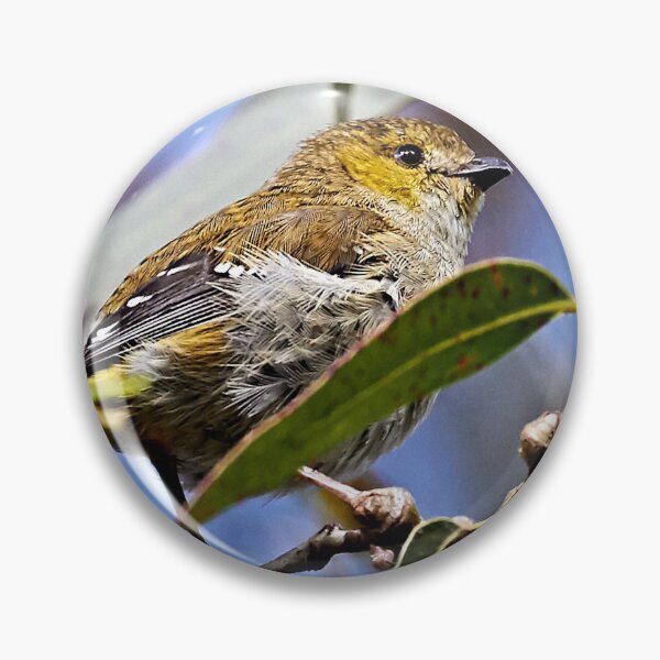 Item preview, Forty-spotted Pardalote ~ rare and endangered  designed and sold by Robert Elliott.