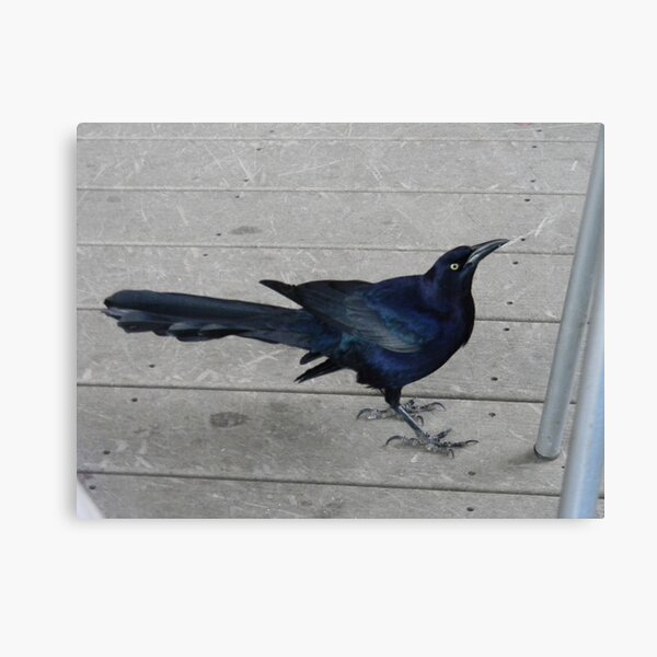 Item preview, Breakfast With Blue Grackles designed and sold by Navigator.