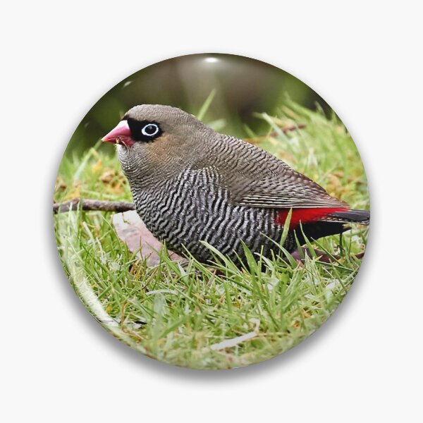 Item preview, Beautiful Firetail designed and sold by Robert Elliott.