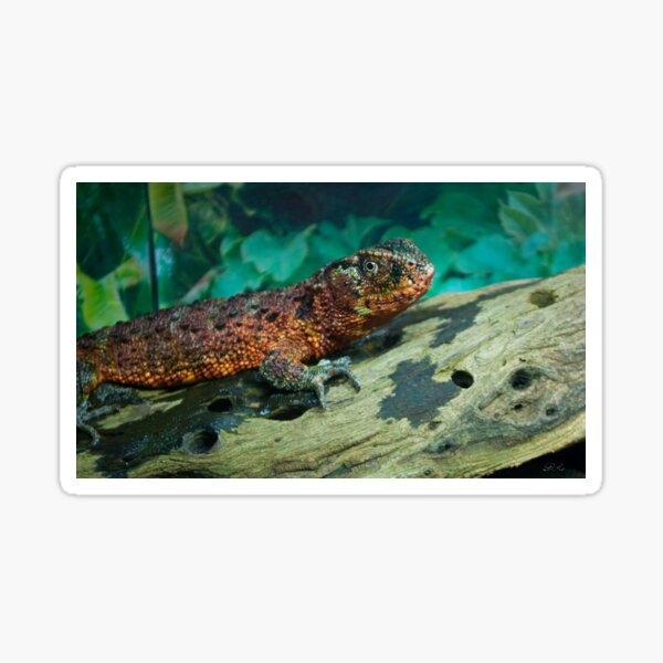Chinese Crocodile Lizard Sticker