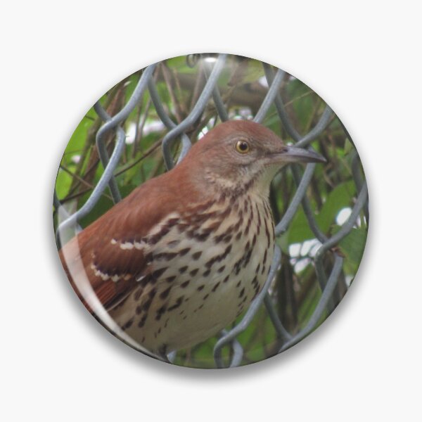 Item preview, Brown thrasher (Toxostoma rufum) Washington, DC designed and sold by UpTowardTheSky.