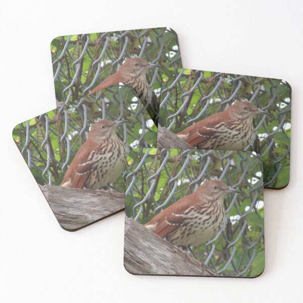 Item preview, Brown thrasher (Toxostoma rufum) Washington, DC designed and sold by UpTowardTheSky.