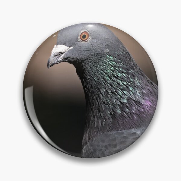 Item preview, Very detailed high quality rock dove close up designed and sold by hendrikspix.